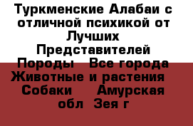 Туркменские Алабаи с отличной психикой от Лучших Представителей Породы - Все города Животные и растения » Собаки   . Амурская обл.,Зея г.